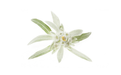 EDELWEISS